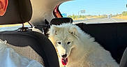 Belle participe au concours pour gagner de l'argent avec cette photo : dog, white_dog, fluffy_dog, car_interior, backseat, driver, headrest, highway, road, blue_sky, sunny, leash, seat, window, vehicle, travel, pet, animal, road_trip, happy