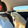 dog, white_dog, fluffy_dog, car_interior, backseat, driver, headrest, highway, road, blue_sky, sunny, leash, seat, window, vehicle, travel, pet, animal, road_trip, happy