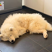 Belle a rejoint le concours — aidez-le/la à gagner de superbes lots ! dog, sleeping, fluffy, white, kitchen, floor, tile, pet, resting, canine, domestic, animal, indoor, cute, fur, relaxing, cozy, quiet, calm, home