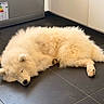 dog, sleeping, fluffy, white, kitchen, floor, tile, pet, resting, canine, domestic, animal, indoor, cute, fur, relaxing, cozy, quiet, calm, home