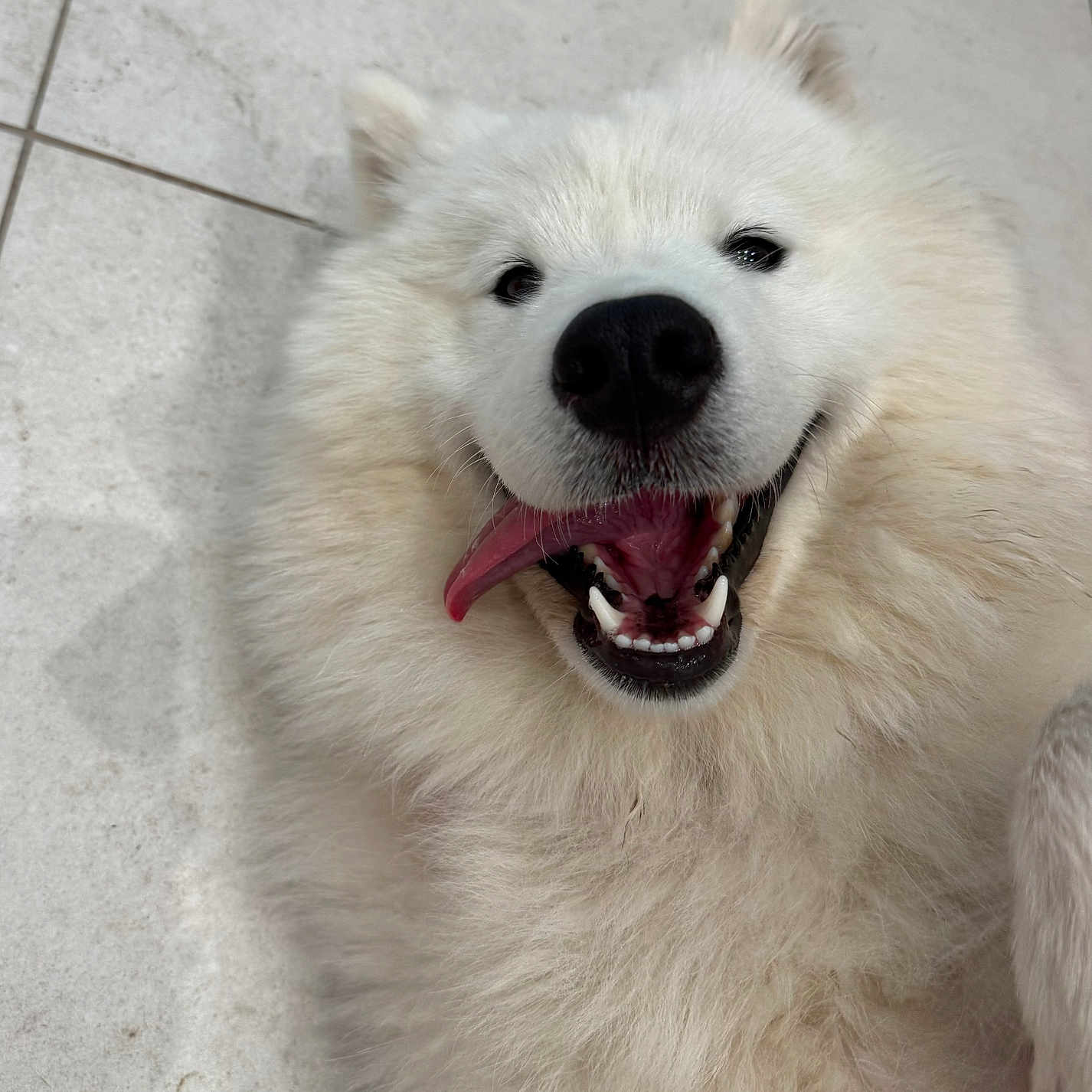 Belle participe au concours pour gagner de l'argent avec cette photo : dog, samoyed, white_fur, fluffy, happy, tongue_out, smiling, pet, canine, lying_down, floor, indoor, close_up, cute, playful, animal, friendly, fur, teeth, nose