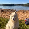 Belle participe au concours pour gagner de l'argent avec cette photo : dog, white_dog, grass, lake, water, sand, sky, outdoor, sunny, nature, pets, tongue_out, happy, animal, leash, bag, forest, daytime, canine, smiling
