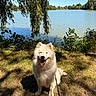 Belle a rejoint le concours — aidez-le/la à gagner de superbes lots ! dog, white_dog, fluffy, happy, tongue_out, grass, lake, water, tree, branches, greenery, sunlight, shadow, outdoor, nature, leash, summer, canine, pet, smiling