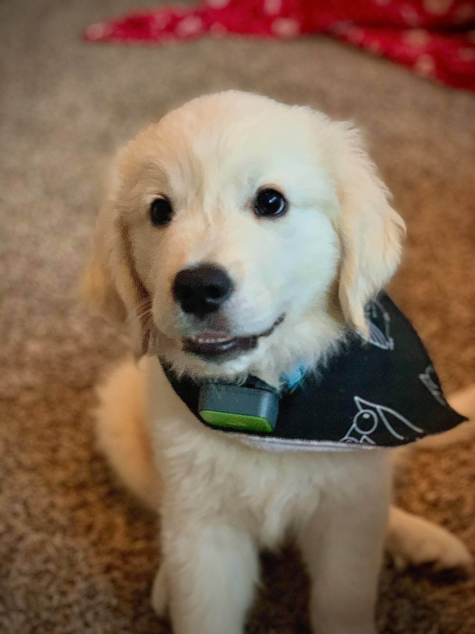 Barley joined the competition — help win amazing prizes! canidae, carnivore, collar, companion_dog, dog, dog_breed, dog_collar, dog_supply, fawn, fur, pet_supply, puppy, retriever, snout, sporting_group, whiskers, working_animal, working_dog