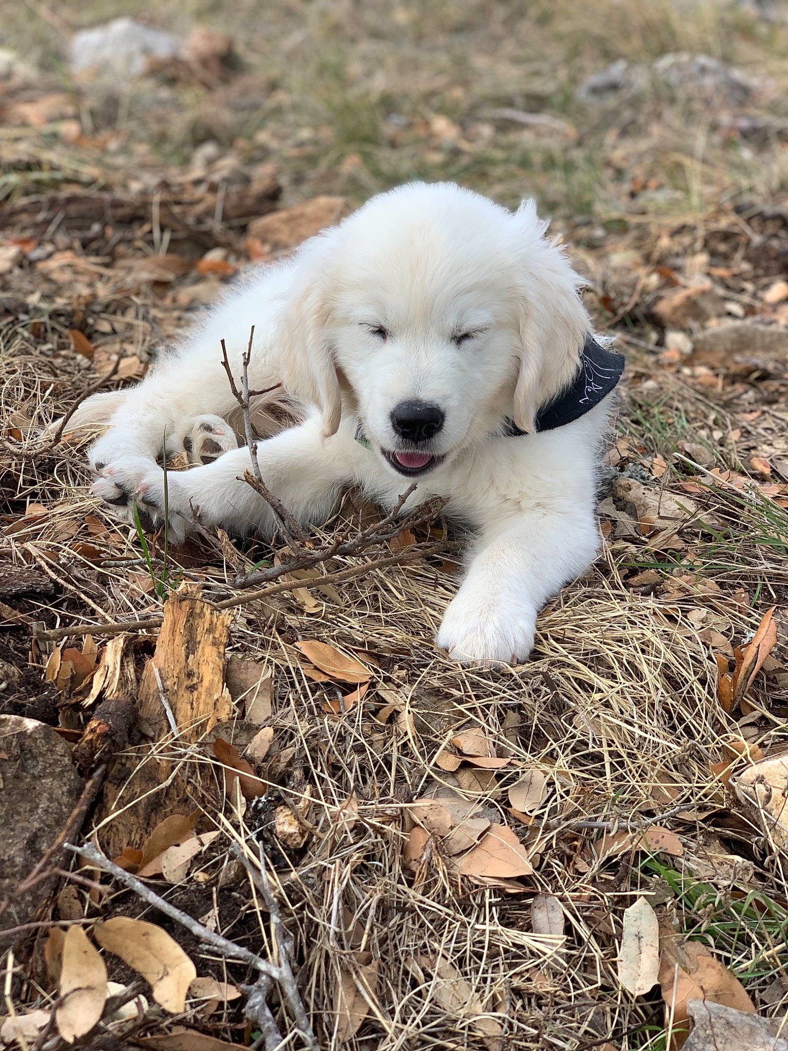 Barley joined the competition — help win amazing prizes! aidi, canidae, carnivore, companion_dog, daytime, dog, dog_breed, fawn, fur, kuvasz, livestock_guardian_dog, mammal, polish_tatra_sheepdog, puppy, snout, soil, sporting_group, vertebrate, working_animal, working_dog
