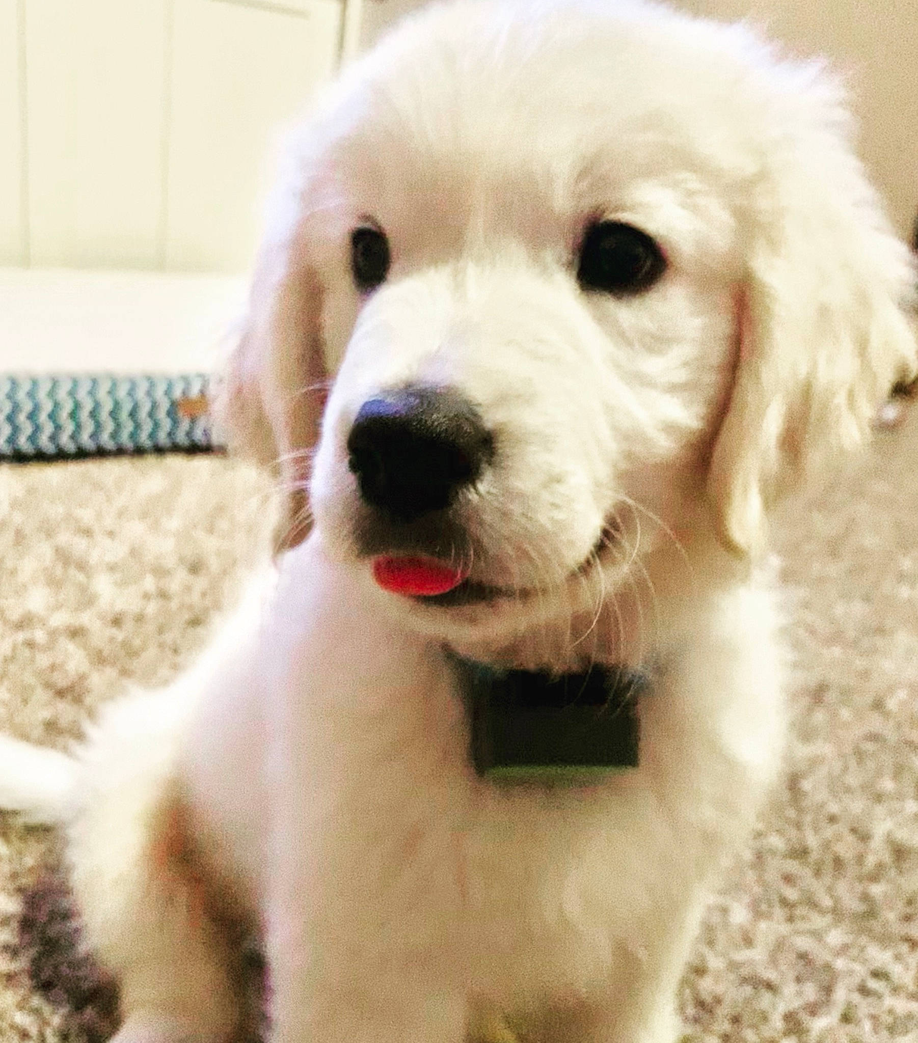 Barley is registered to the contest to win money with this photo: ancient_dog_breeds, canidae, carnivore, companion_dog, dog, dog_breed, fur, mammal, retriever, skin, snout, sporting_group, tongue, vertebrate, whiskers, working_animal, working_dog