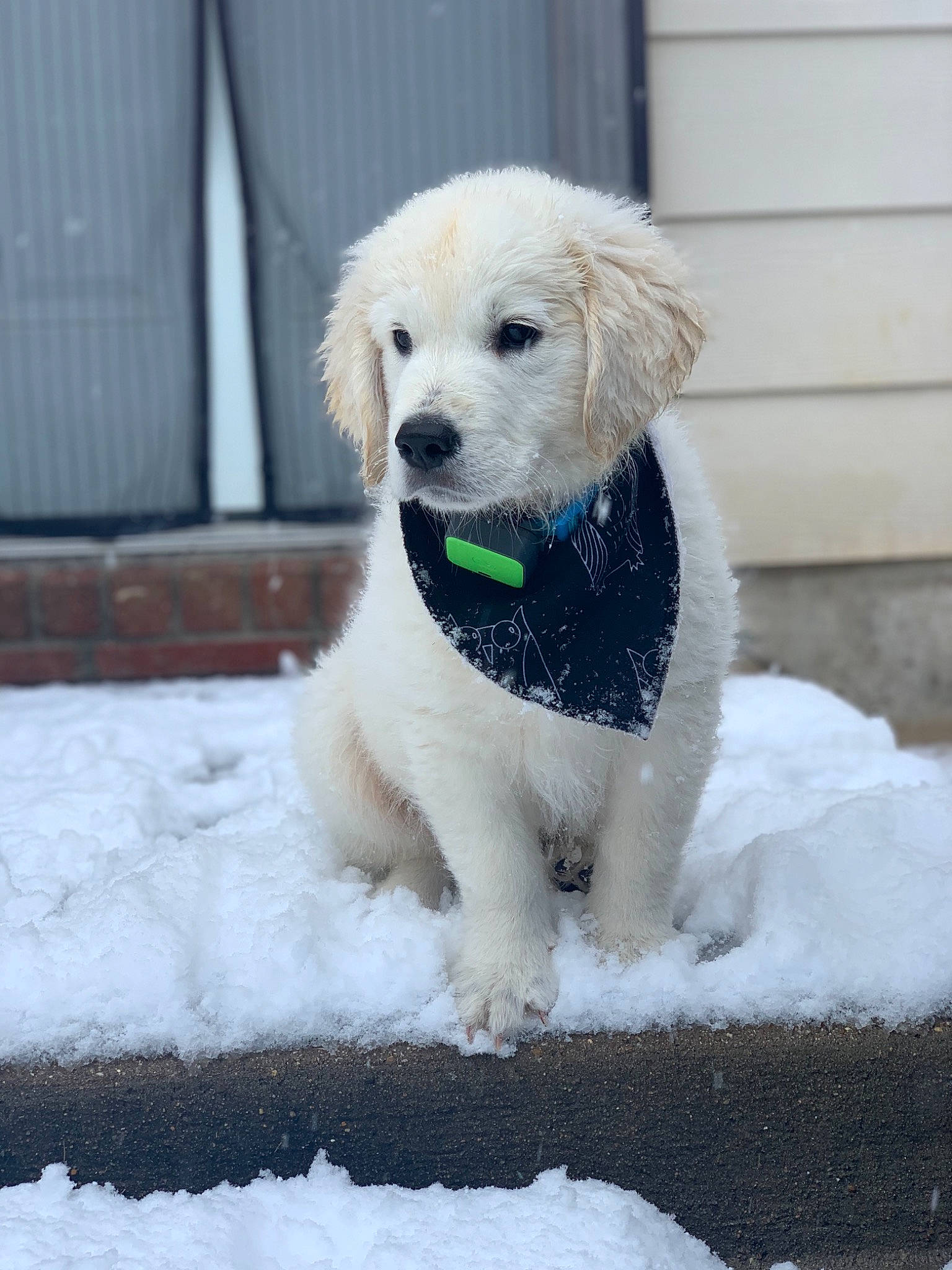 Barley joined the competition — help win amazing prizes! canidae, carnivore, collar, companion_dog, dog, dog_breed, dog_collar, dog_supply, freezing, fur, ice, mammal, pet_supply, precipitation, puppy, snout, snow, sporting_group, winter, working_animal