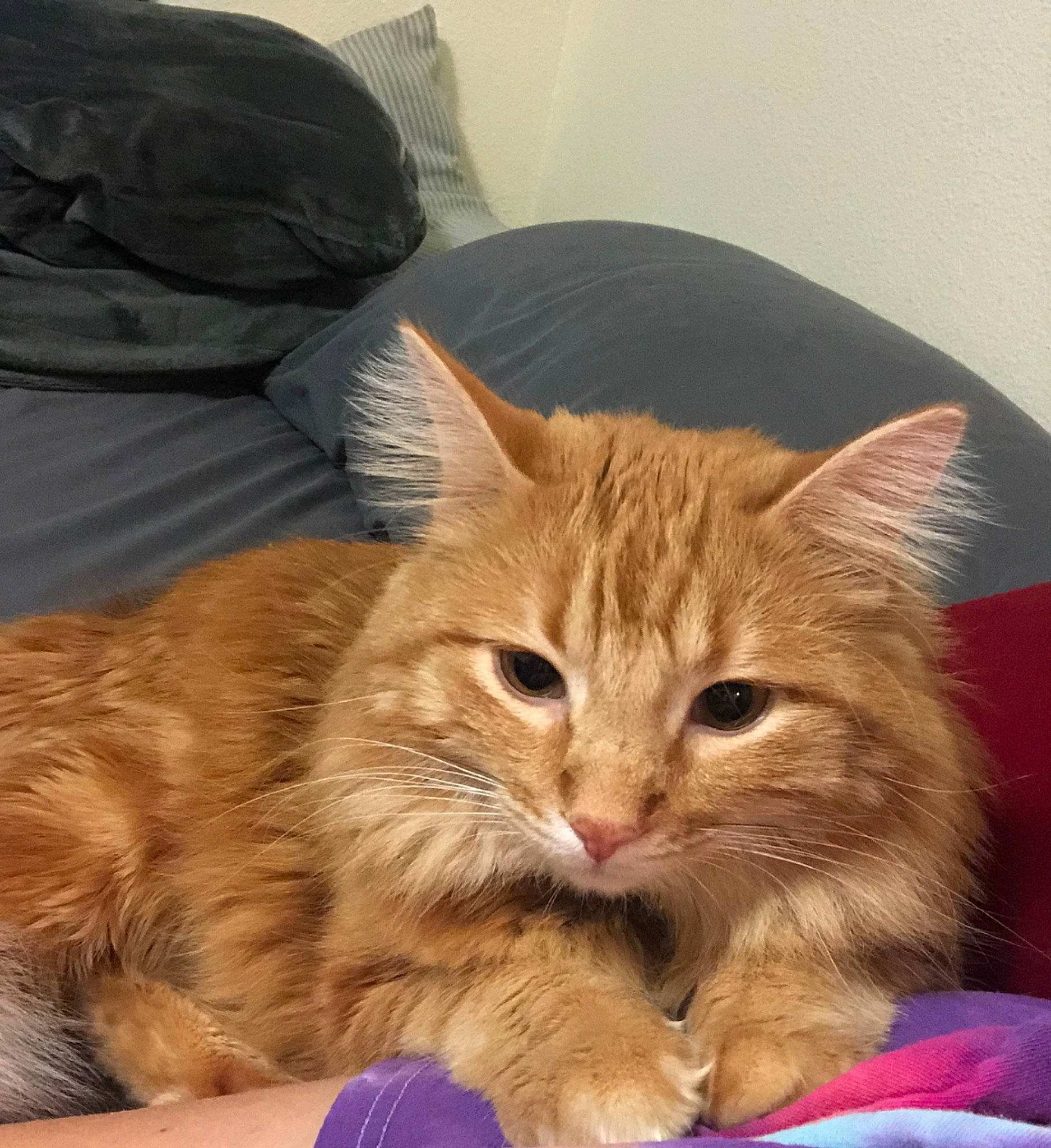 Mango is registered to the contest to win money with this photo: box, carnivore, cat, claw, comfort, domestic_short_haired_cat, ear, fawn, felidae, fur, lap, paw, sitting, small_to_medium_sized_cats, snout, tail, whiskers, wood