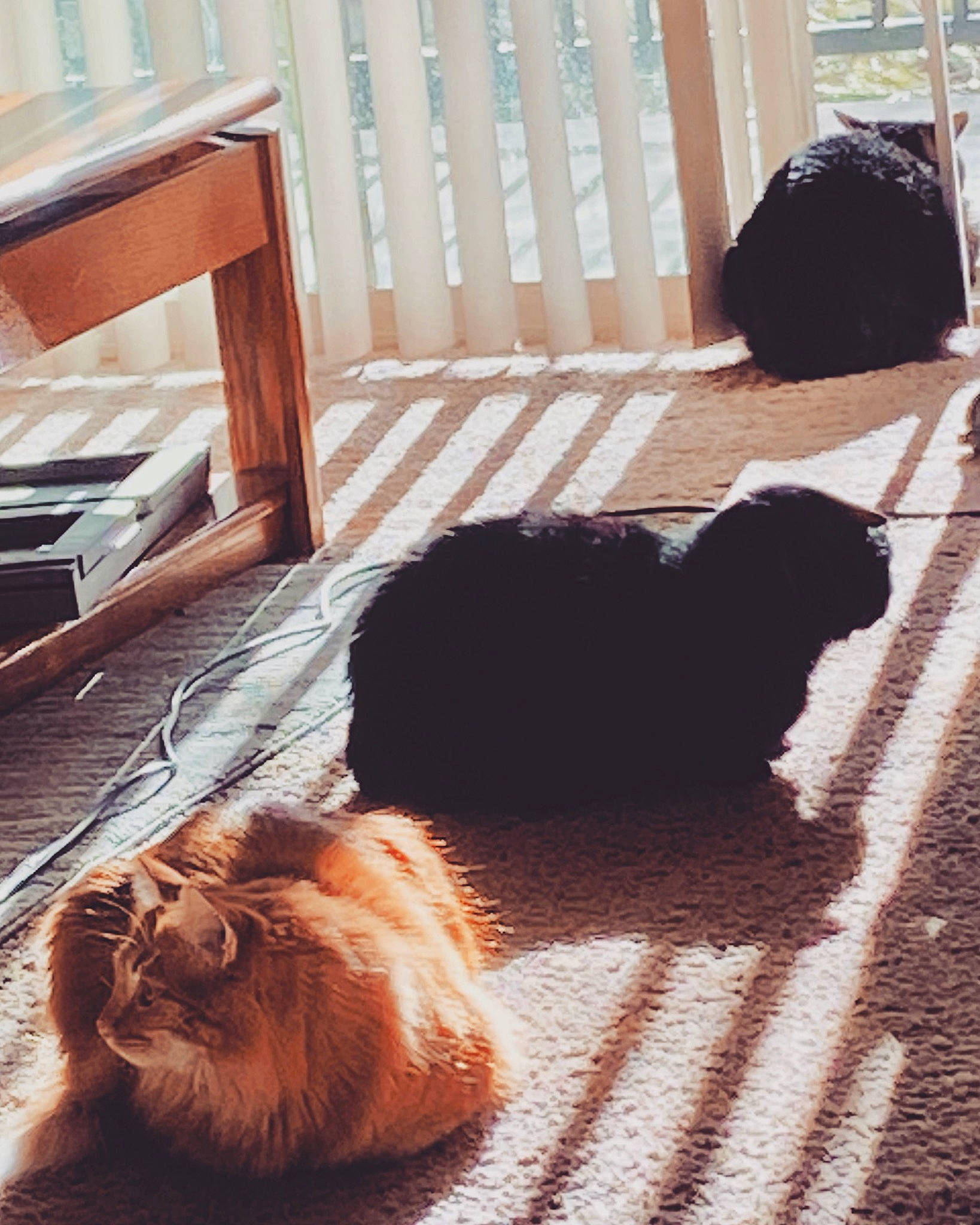 Mango is registered to the contest to win money with this photo: brown, carnivore, cat, comfort, companion_dog, dog, dog_breed, fawn, felidae, floor, flooring, fur, hardwood, liver, small_to_medium_sized_cats, sporting_group, tail, tints_and_shades, whiskers, wood