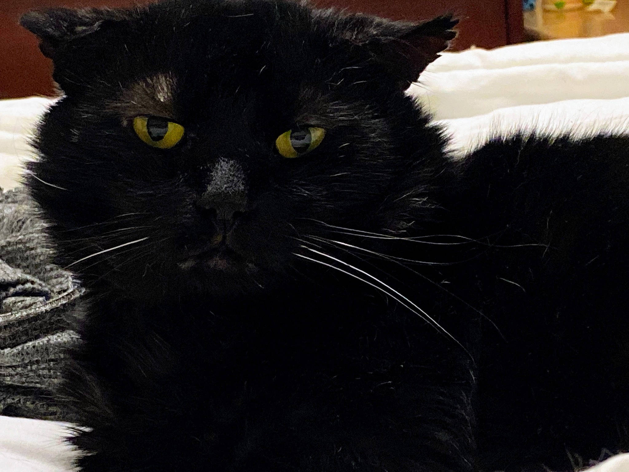 Chungus is registered to the contest to win money with this photo: black_cat, bombay, carnivore, cat, claw, comfort, domestic_short_haired_cat, eye, felidae, fur, grey, iris, monochrome_photography, small_to_medium_sized_cats, snout, tail, terrestrial_animal, whiskers