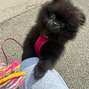 Prada participe au concours pour gagner de l'argent avec cette photo : puppy, dog, black_dog, fluffy, harness, outdoor, pavement, person, knee, paw, cute, pet, animal, walking_leash, scarf, colorful, curious, small_dog, companion, friendly