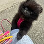 puppy, dog, black_dog, fluffy, harness, outdoor, pavement, person, knee, paw, cute, pet, animal, walking_leash, scarf, colorful, curious, small_dog, companion, friendly