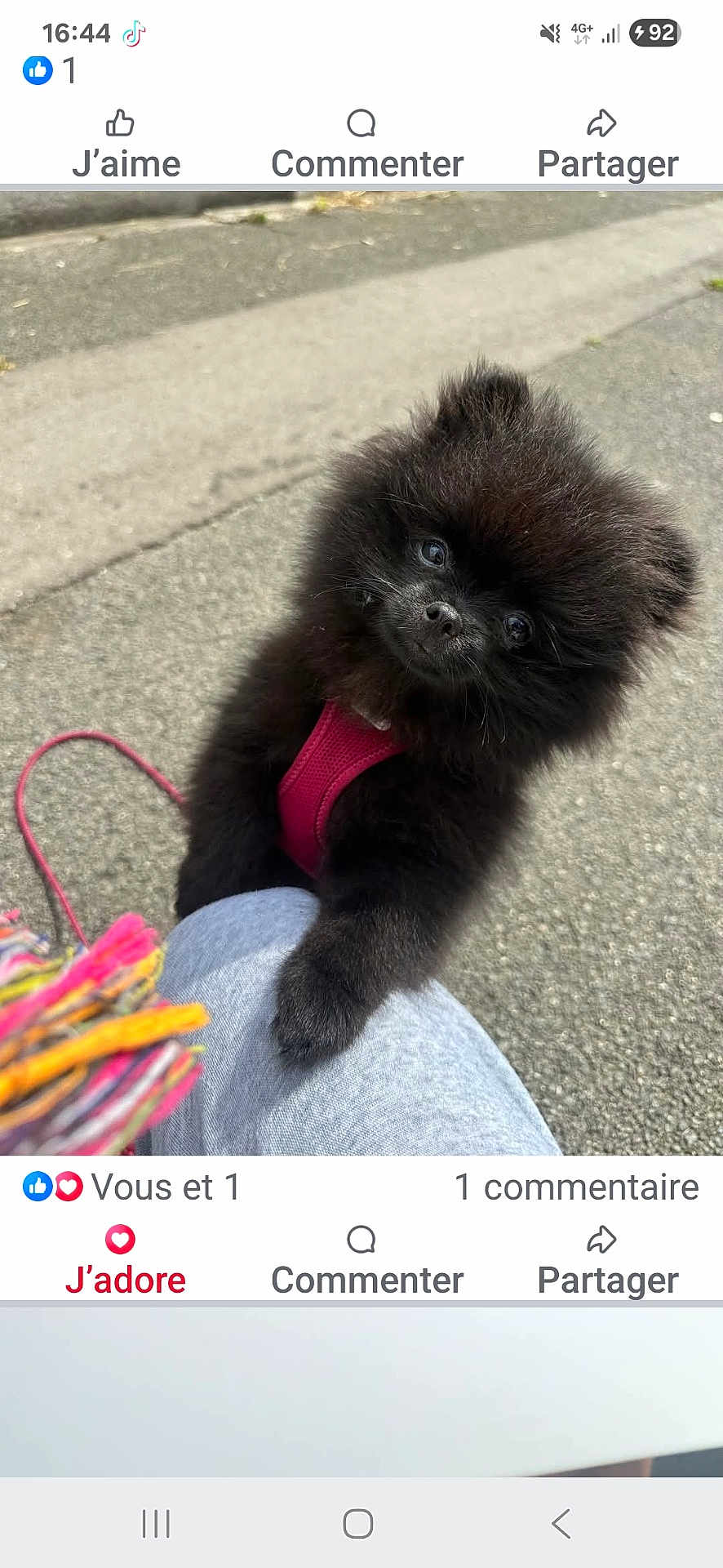 Prada participe au concours pour gagner de l'argent avec cette photo : puppy, dog, black_dog, fluffy, harness, outdoor, pavement, person, knee, paw, cute, pet, animal, walking_leash, scarf, colorful, curious, small_dog, companion, friendly