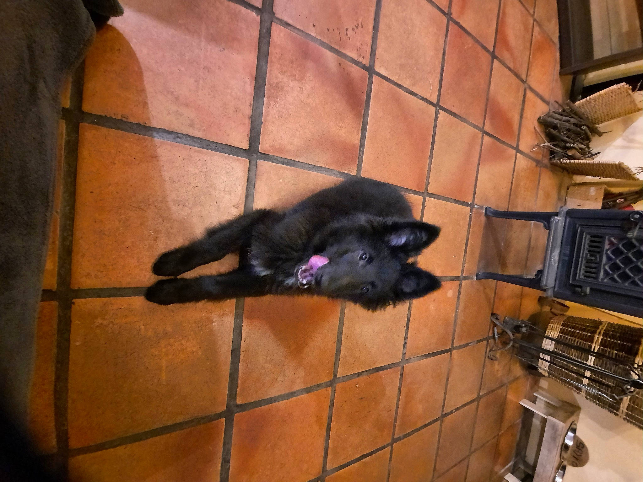 Sayko a rejoint le concours — aidez-le/la à gagner de superbes lots ! black_cat, bombay, carnivore, cat, claw, comfort, dog_breed, dog_supply, domestic_short_haired_cat, felidae, floor, flooring, fur, pet_supply, small_to_medium_sized_cats, tail, terrestrial_animal, tints_and_shades, whiskers, working_animal