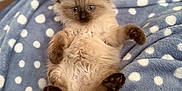 River joined the competition — help win amazing prizes! kitten, cat, siamese, blue_eyes, fluffy, fur, paws, blanket, polka_dot, blue, white, indoor, cute, pet, animal, lying_down, relaxed, soft, cozy, young