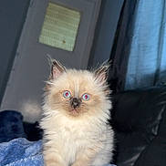 River joined the competition — help win amazing prizes! kitten, cat, blue_eyes, fluffy, indoor, blanket, pet, cute, fur, animal, young, curious, sitting, soft, cozy, domestic, feline, small, adorable, portrait