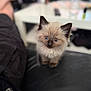 River is registered to the contest to win money with this photo: kitten, cat, blue_eyes, fluffy, indoor, pet, young_cat, furniture, table, blurred_background, domestic, cute, animal, sitting, closeup, soft_fur, black_paws, curious, home, relaxed
