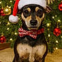 animal, bow_tie, celebration, christmas, christmas_tree, cute, decorations, dog, festive, green, holiday, indoor, lights, ornaments, pet, portrait, red, santa_hat, seasonal, wooden_floor