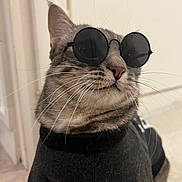 Mio a rejoint le concours — aidez-le/la à gagner de superbes lots ! animal, attitude, black_sweater, cat, closeup, confident, cute, domestic_cat, fashion, feline, fur, household, indoor, mammal, pet, portrait, stylish, sunglasses, tabby, whiskers