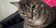 Mio a rejoint le concours — aidez-le/la à gagner de superbes lots ! animal, background_blur, cat, close_up, curious, cute, domestic, ears, face, feline, fur, indoor, mammal, pet, portrait, soft_light, striped, tabby, whiskers, yellow_eyes