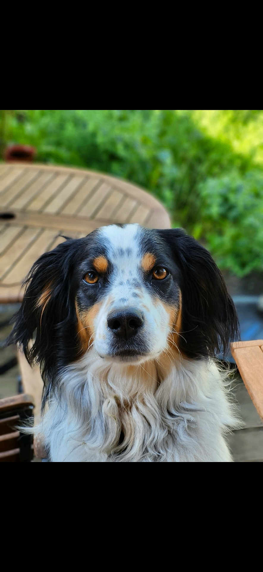 Milo