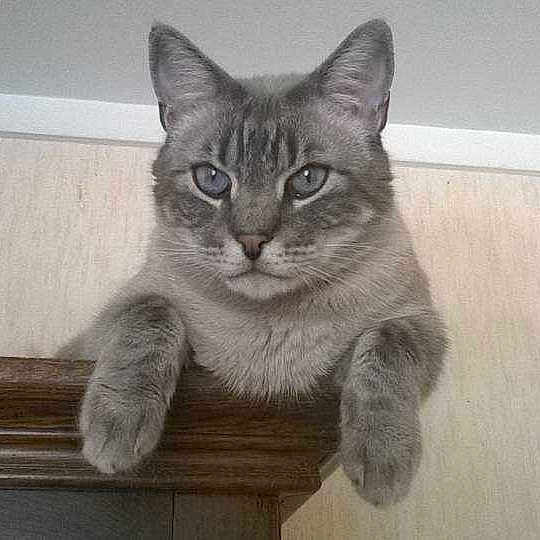 Dan