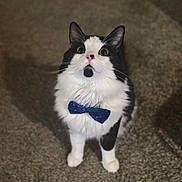 Milo joined the competition — help win amazing prizes! cat, black_and_white, bow_tie, pet, animal, indoor, carpet, curious, feline, whiskers, cute, looking_up, domestic_cat, fur, portrait, standing, ears, pink_nose, fluffy, close_up