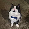 cat, black_and_white, bow_tie, pet, animal, indoor, carpet, curious, feline, whiskers, cute, looking_up, domestic_cat, fur, portrait, standing, ears, pink_nose, fluffy, close_up