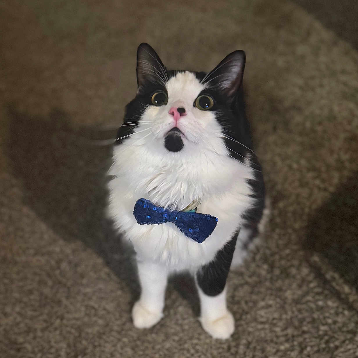 Milo