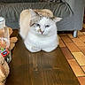 cat, blue_eyes, wooden_table, gray_couch, star_pillow, indoor, tile_floor, furniture, pet, animal, domestic_cat, relaxed, sitting, cozy, plush_toy, jar, home_interior, brown, white, beige