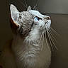cat, blue_eyes, whiskers, close_up, portrait, feline, fur, side_profile, indoor, light, shadow, animal, pet, looking_up, focus, mammal, domestic_animal, curious, soft_light, quiet