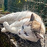 cat, feline, animal, outdoor, sunlight, moss, concrete, fence, resting, relaxed, fur, blue_eyes, nature, daylight, pet, mammal, whiskers, closeup, quiet, peaceful