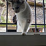 cat, windowsill, bars, stone_wall, outdoor, curious, pet, animal, white_cat, gray_cat, nature, greenery, feline, looking_down, close_up, daylight, explorer, domestic_cat, young_cat, window