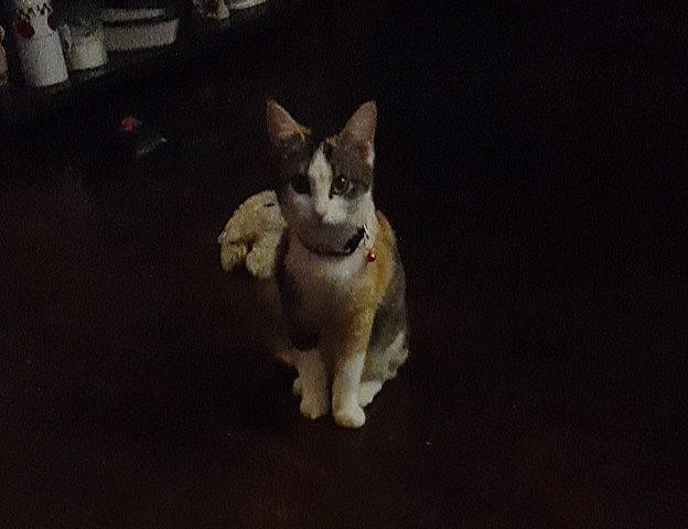 Prissy is registered to the contest to win money with this photo: canidae, carnivore, cat, companion_dog, darkness, dog_breed, domestic_short_haired_cat, fawn, felidae, flooring, fur, paw, shelf, small_to_medium_sized_cats, sporting_group, tail, terrestrial_animal, whiskers, wood