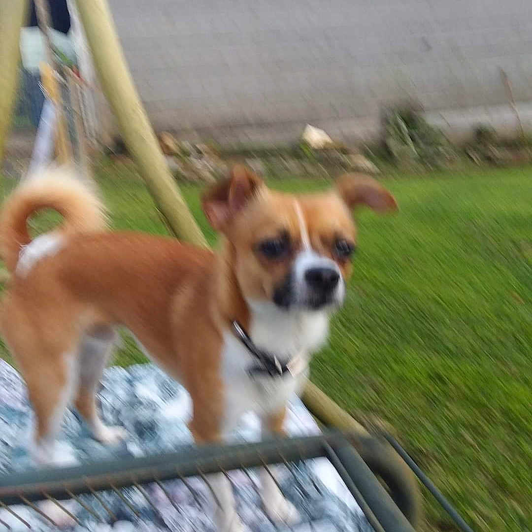 Oliver joined the competition — help win amazing prizes! animal, backyard, ball, boxer, bulldog, canine, chihuahua, dog, grass, lawn, nature, outdoors, pet, plant, puppy, sport, summer, tennis, tennisball, yard