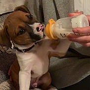 Eden a rejoint le concours — aidez-le/la à gagner de superbes lots ! puppy, dog, bottle, feeding, hand, person, blanket, indoor, fur, cute, pet, collar, white, brown, black, sitting, soft, warm, young, animal