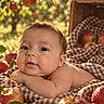 Aminah joined the competition — help win amazing prizes! baby, child, infant, portrait, face, eyes, smiling, lying_down, blanket, checkered_blanket, apples, orchard, fruit, outdoor, nature, sunlight, warm_lighting, rustic, wooden_crate, baby_portrait