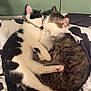 cat, cats, cuddling, sleeping, bed, blanket, fur, whiskers, pets, animal, domestic_animal, cute, cozy, resting, companion, feline, black_and_white_cat, tabby_cat, indoor, relaxing