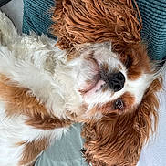 Venus participe au concours pour gagner de l'argent avec cette photo : dog, cavalier_king_charles_spaniel, pet, sleeping, fluffy, curly_ears, close_up, indoor, cushion, relaxed, white_fur, brown_fur, nose, face, canine, resting, cute, companion, domestic_animal, furry