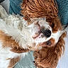 dog, cavalier_king_charles_spaniel, pet, sleeping, fluffy, curly_ears, close_up, indoor, cushion, relaxed, white_fur, brown_fur, nose, face, canine, resting, cute, companion, domestic_animal, furry