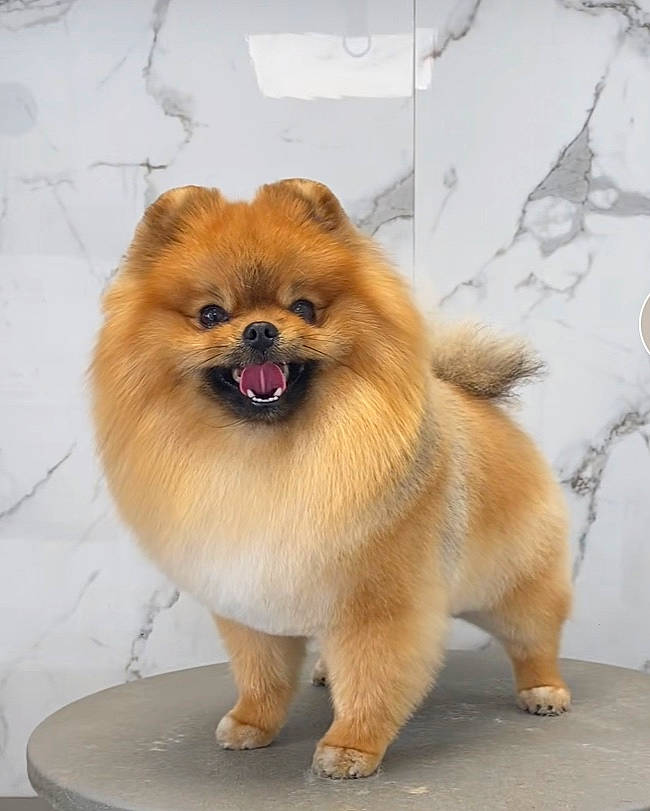 Havana a rejoint le concours — aidez-le/la à gagner de superbes lots ! ancient_dog_breeds, canidae, carnivore, companion_dog, dog, dog_breed, fawn, flooring, fur, german_spitz, german_spitz_klein, liver, smile, snout, spitz, sporting_group, tail, toy_dog, whiskers, working_animal