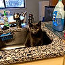 Minnie is registered to the contest to win money with this photo: cat, sink, kitchen, countertop, dish_soap, hand_sanitizer, window, indoor, gray_cat, yellow_eyes, faucet, cleaning_supplies, household, pet, domestic_cat, appliance, furniture, room, daylight, table