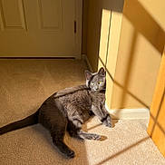 Minnie is registered to the contest to win money with this photo: cat, gray_cat, pet, animal, sunlight, shadow, carpet, indoor, yellow_wall, door, relaxing, feline, green_eyes, resting, cozy, home, window_shadow, quiet, comfortable, curious