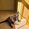 cat, gray_cat, pet, animal, sunlight, shadow, carpet, indoor, yellow_wall, door, relaxing, feline, green_eyes, resting, cozy, home, window_shadow, quiet, comfortable, curious