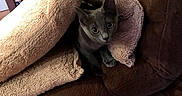 Minnie joined the competition — help win amazing prizes! cat, kitten, blanket, couch, brown, gray, furniture, wood_floor, indoor, pet, cozy, curious, wide_eyes, animal, home, soft_texture, resting, domestic, comfort, relaxation
