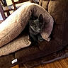 cat, kitten, blanket, couch, brown, gray, furniture, wood_floor, indoor, pet, cozy, curious, wide_eyes, animal, home, soft_texture, resting, domestic, comfort, relaxation