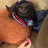 kitten, cat, hockey_mask, pillow, couch, hand, pet, indoors, cozy, gray_cat, animal, cute, feline, resting, curious, soft_texture, living_room, playful, small_animal, domestic_pet