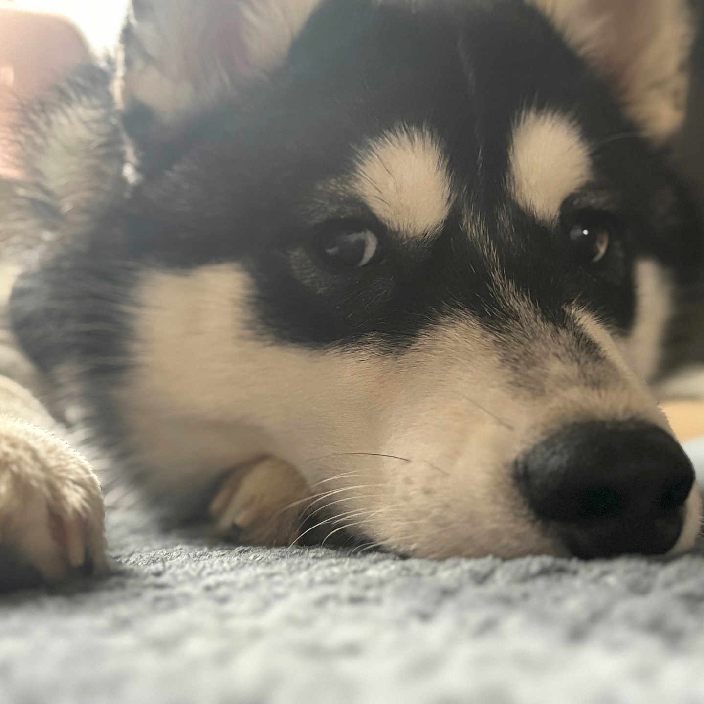 Mirage participe au concours pour gagner de l'argent avec cette photo : animal, canine, dog, eskimodog, husky, person, pet, puppy, sleeping, snout, whitedog