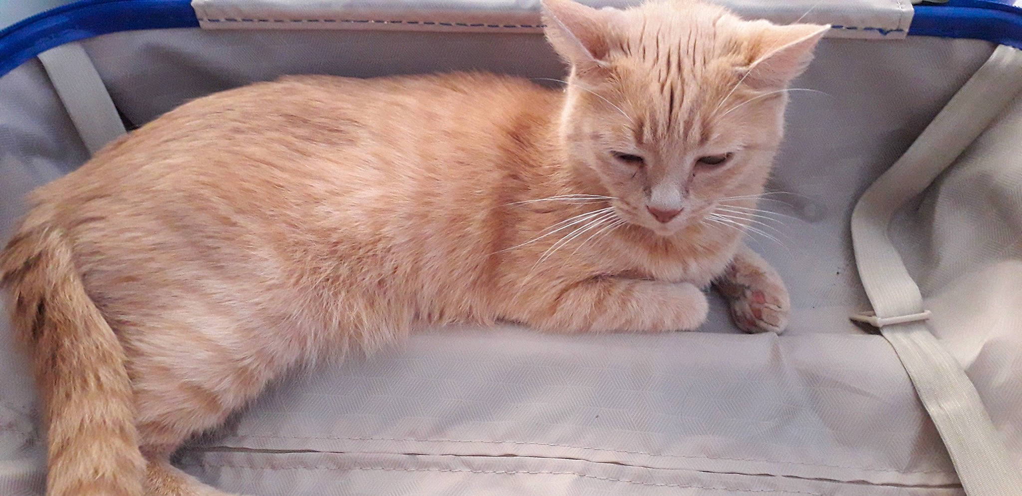 Biscotte a rejoint le concours — aidez-le/la à gagner de superbes lots ! carnivore, cat, cat_supply, claw, comfort, domestic_short_haired_cat, fawn, felidae, fur, nap, paw, pet_supply, sitting, small_to_medium_sized_cats, snout, tail, terrestrial_animal, whiskers, window