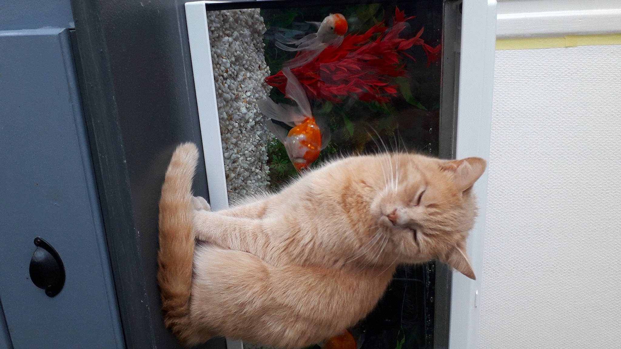 Biscotte participe au concours pour gagner de l'argent avec cette photo : carnivore, cat, claw, domestic_short_haired_cat, fawn, felidae, fur, glass, herb, paw, small_to_medium_sized_cats, snout, tail, whiskers, window, wood